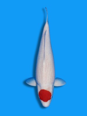 Tancho Kohaku | Koi&Co.